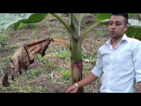 Video: Pudrición negra en cultivos de col - Síntomas y tratamiento para la podredumbre negra de los cultivos de col