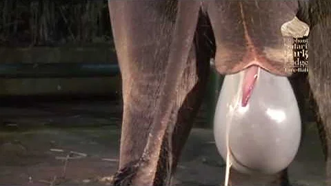 Baby Elephant Birth in Bali's Mason Elephant Park & Lodge