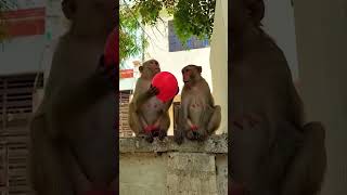 Monkey 🙈 video #funny #comedy