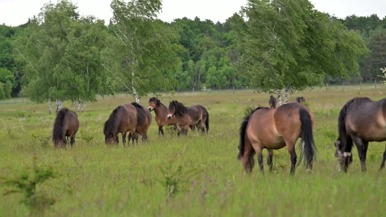 Koně Traviny 2025 05 15