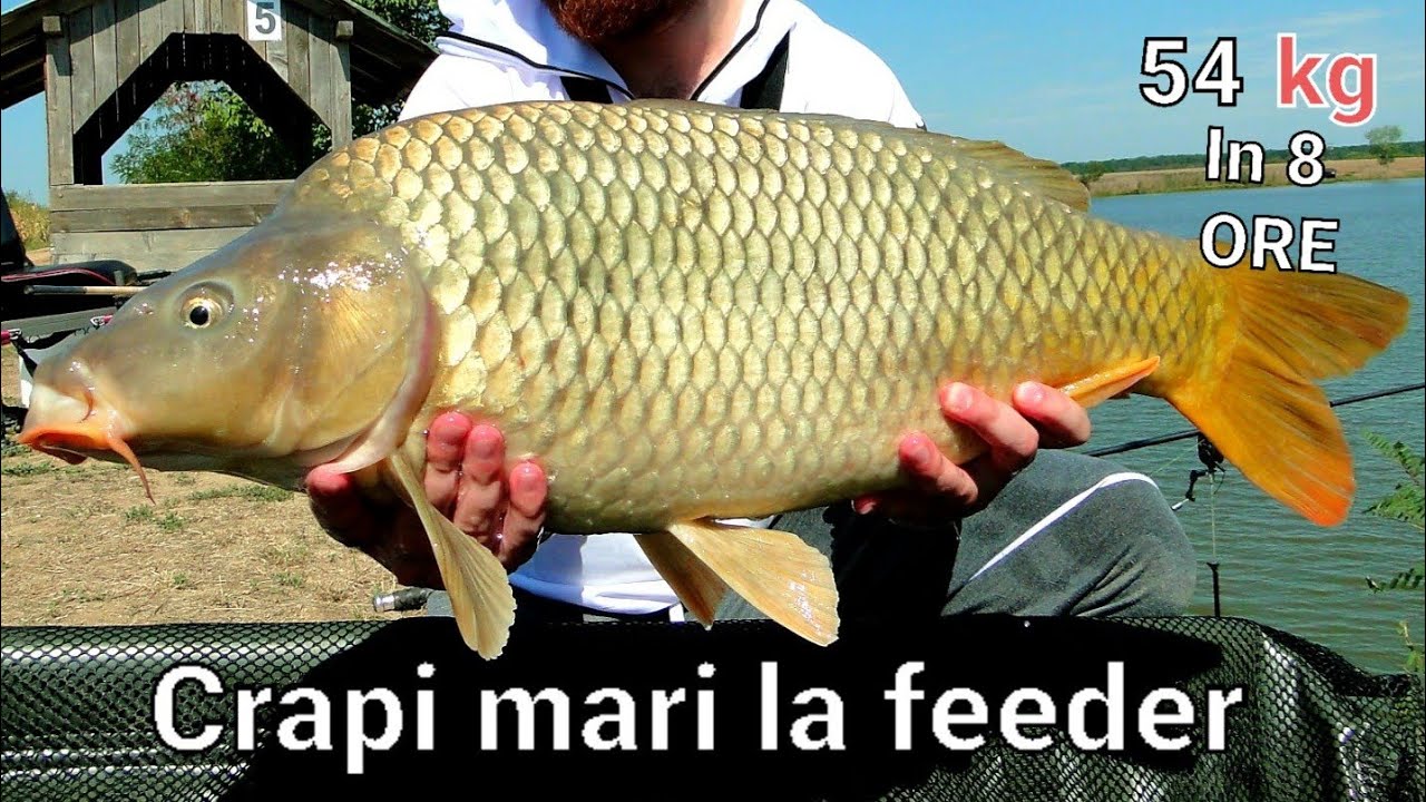 Pescuit la feeder pe Lacul Teiu - Am prins 54 de kg crap in 8 ore ! Record la Crap cu tehnica method
