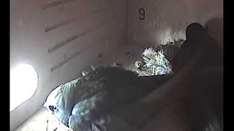 Jonge Gierzwaluwen uitgekomen in kast 9, 4 juni 2017