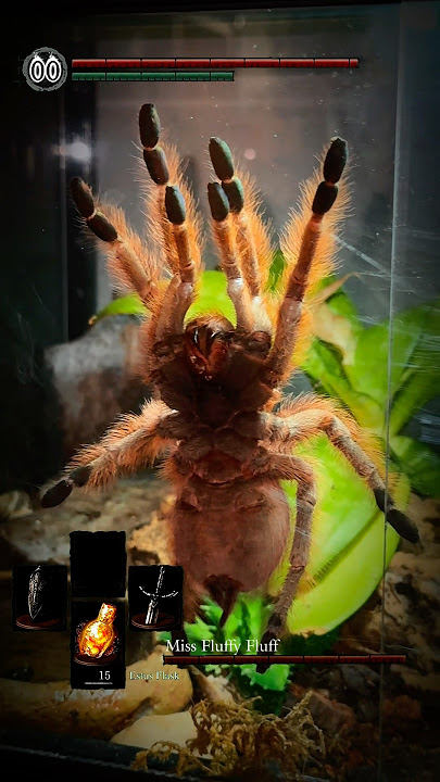 *Boss music starts playing* 😳🫣 #darksouls #tarantula #spiders #bloodborne #eldenring #soulslike