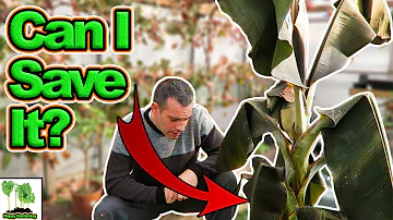 Do bananas produce all year round?