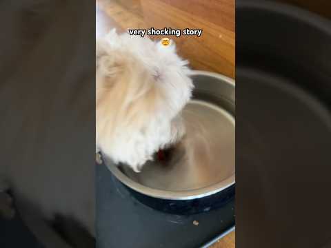 When dogs drink water 😂