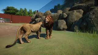 West African lion or Panthera leo leo (critically endangered)