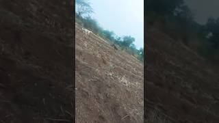 GROUNDHOG DOG RACE ~ DOG RACE || KOLHAPUR DOG RACE | DOG RACE MAHARASHTRA |#shorts #trending #viral