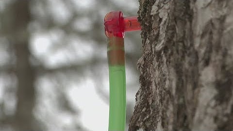 Outside Edge | Turning sap to maple syrup at Arundel sugarhouse