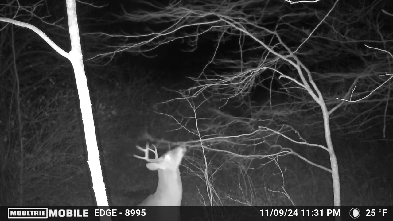 Buck making a scrape