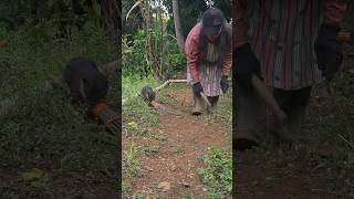 Siboni Selalu Setia Menemani Ll Siboni Always Faithy Accompanies siboni otter animals cute