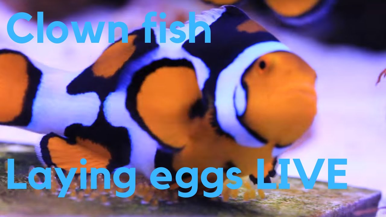 Clownfish Laying Eggs