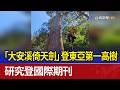 「大安溪倚天劍」登東亞第一高樹 研究登國際期刊