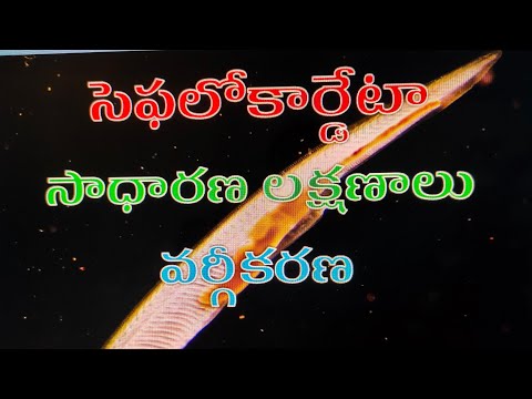 Cephalochordata General characters and Classification  సెఫలోకార్డేటా సాధారణ లక్షణాలు & వర్గీకరణ