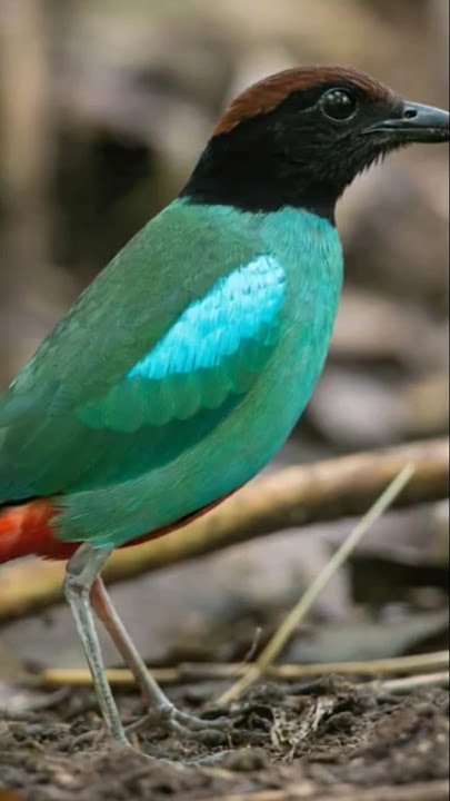 burung paok hijau