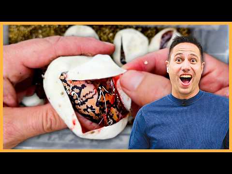 What's In This Ball Python Egg?! NEW Kosmos Ball Clutch!