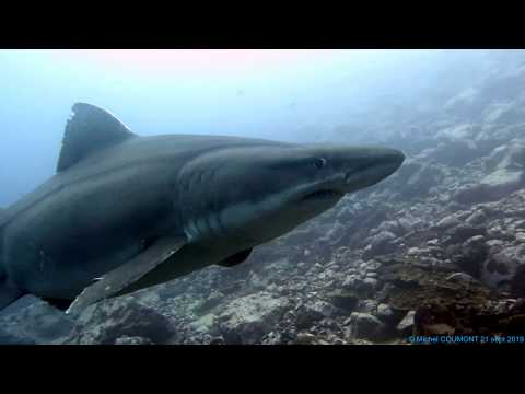 Vidéo: Premier Enregistrement Du Requin à Dents Irrégulières, Odontaspis Ferox (Risso, 1810), Dans Les Caraïbes Vénézuéliennes