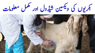 goats vaccination detail information | goat vaccination schedule | goat farming