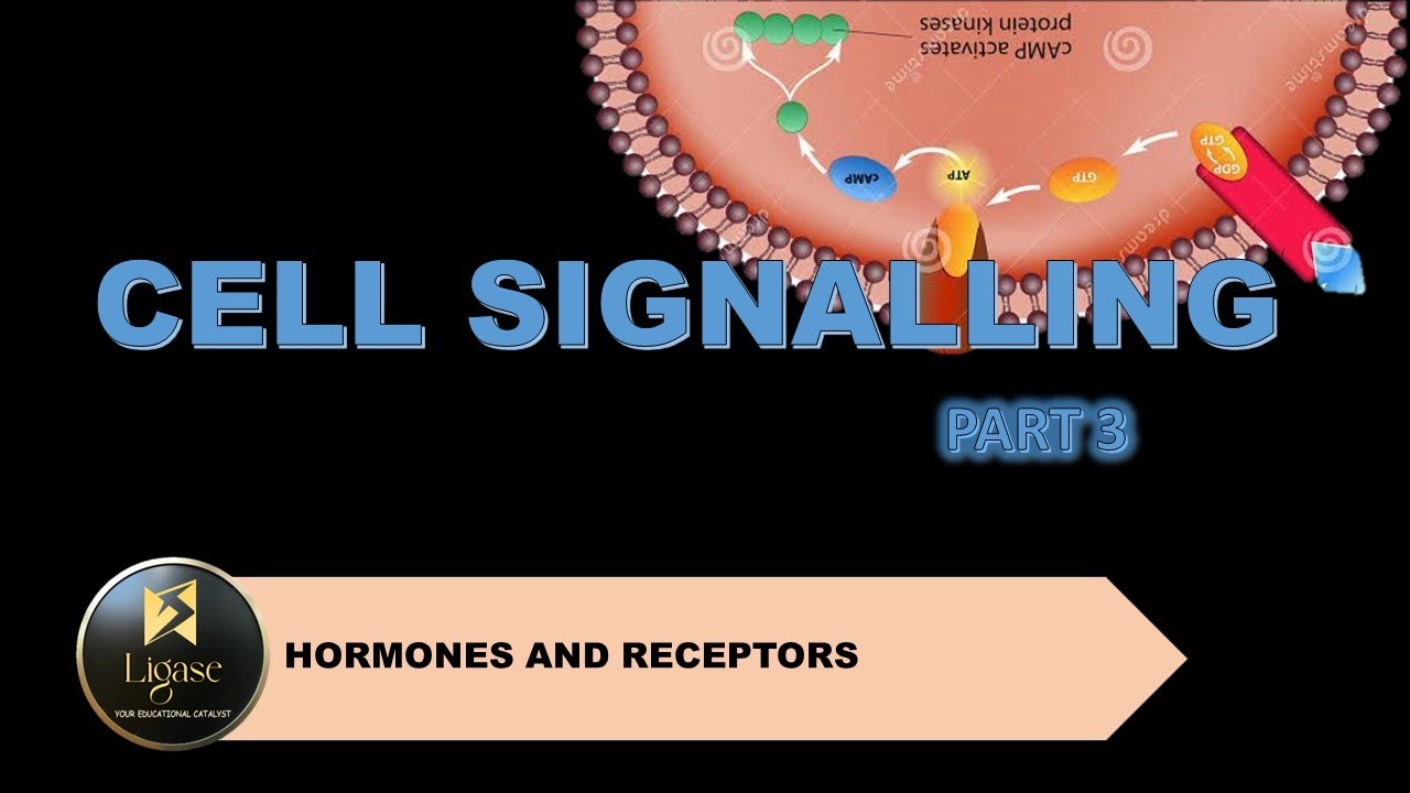 |CSIR NET| CELL SIGNALLING Part 3 |HORMONE RECEPTORS| - YouTube