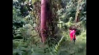 Boar Hunting in the bush (Moro Bagong) Part 5