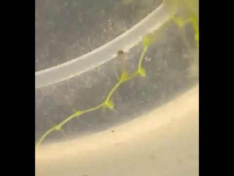 Utricularia gibba hunting a mosquito larva.