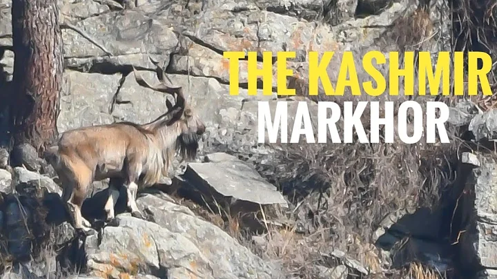 King of Mountains [ The Kashmir Markhor ]