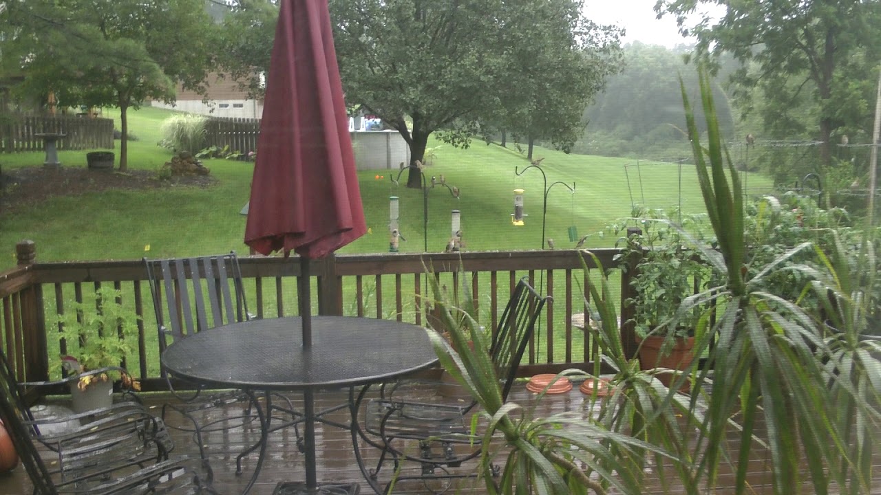 amazing bird activity at our feeders in suburban St. Louis after a rain