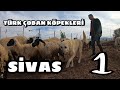 TÜRK ÇOBAN KÖPEKLERİ - SİVAS #1