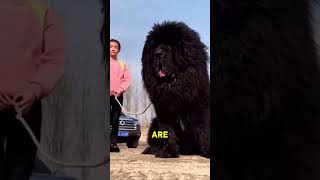 The $2,000,000 Dog | Tibetan Mastiff