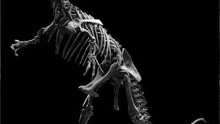 Extinction event | Wikipedia audio article