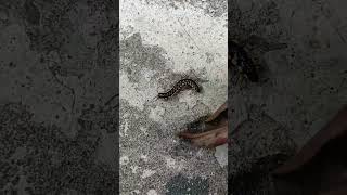 Crow Caterpillars Hiding In The Leaves Friends funny shorts