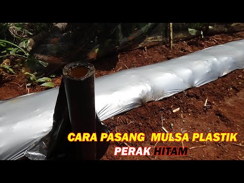 Video: Mulsa Dicelup Vs. Mulsa Biasa: Menggunakan Mulsa Berwarna Di Kebun