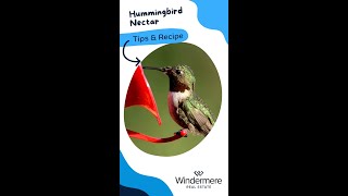 Hummingbird Nectar Recipe