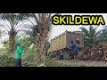 Proses Potong sawit & muat sawit #sawit #dodossawit #muatsawitbesar #muatsawit #abdya #acehbaratdaya