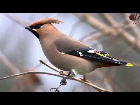 Ampelis europeo (Bombycilla garrulus) Canto - YouTube