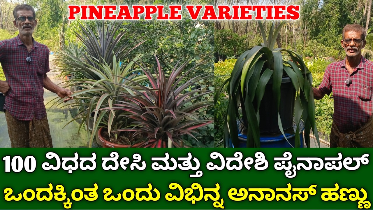 100 ವಿಧದ ದೇಸಿ & ವಿದೇಶಿ ಪೈನಾಪಲ್ ತಳಿಗಳು | pineapple varieties | pineapple fruit farming in kannada
