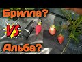 Брилла или Альба?🤔 Вот в чём вопрос?🤔