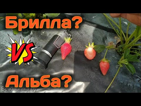 Вопрос: Какие отзывы о клубнике сорта Брилла?