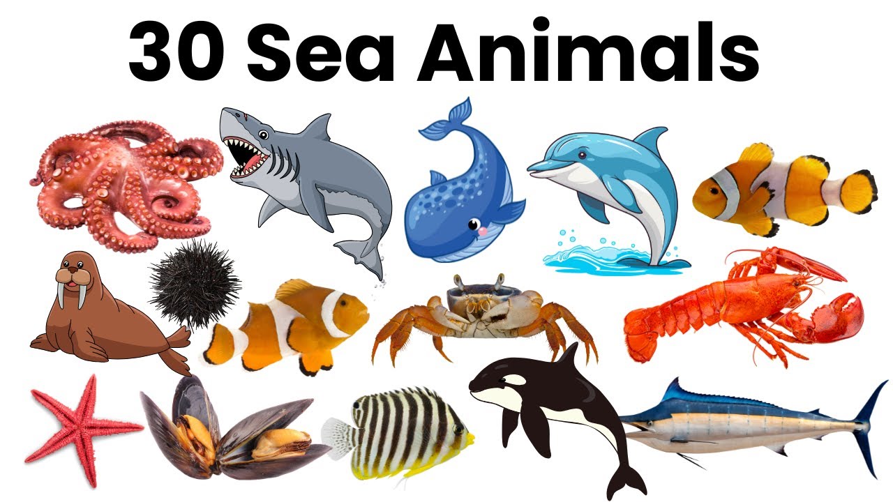 30 Sea Animals for Kids | Learn Ocean Animal Names in English | Ocean Creatures Learning