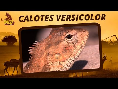 wildlife sanctuaries in india pdf Calotes Versicolor | An Indian Garden Lizard Basking in The Sun | Wildlife