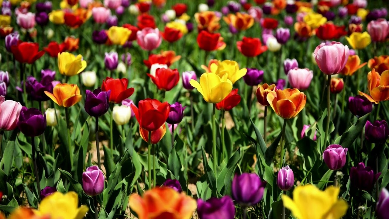 Tulpenfelder - Entspannungsmusik