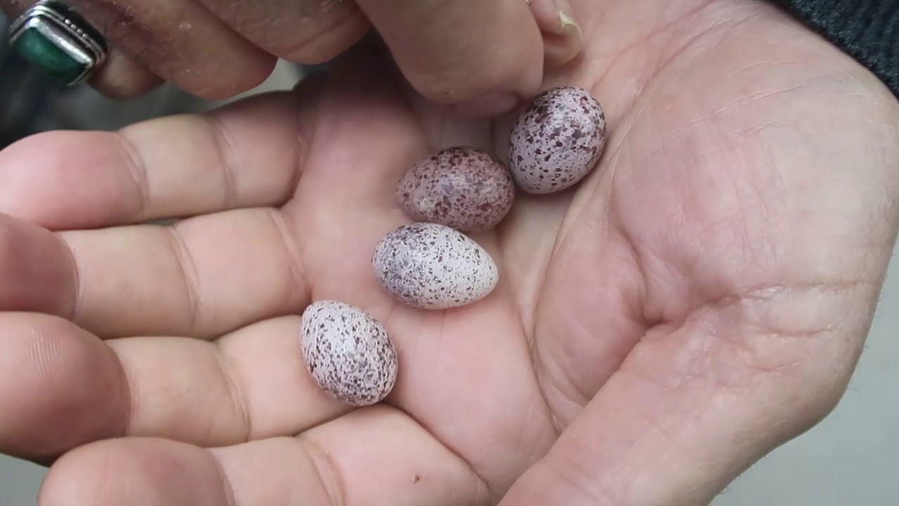 كيف تعرف اذا  كان بيض البلابل  ملقح ام لا