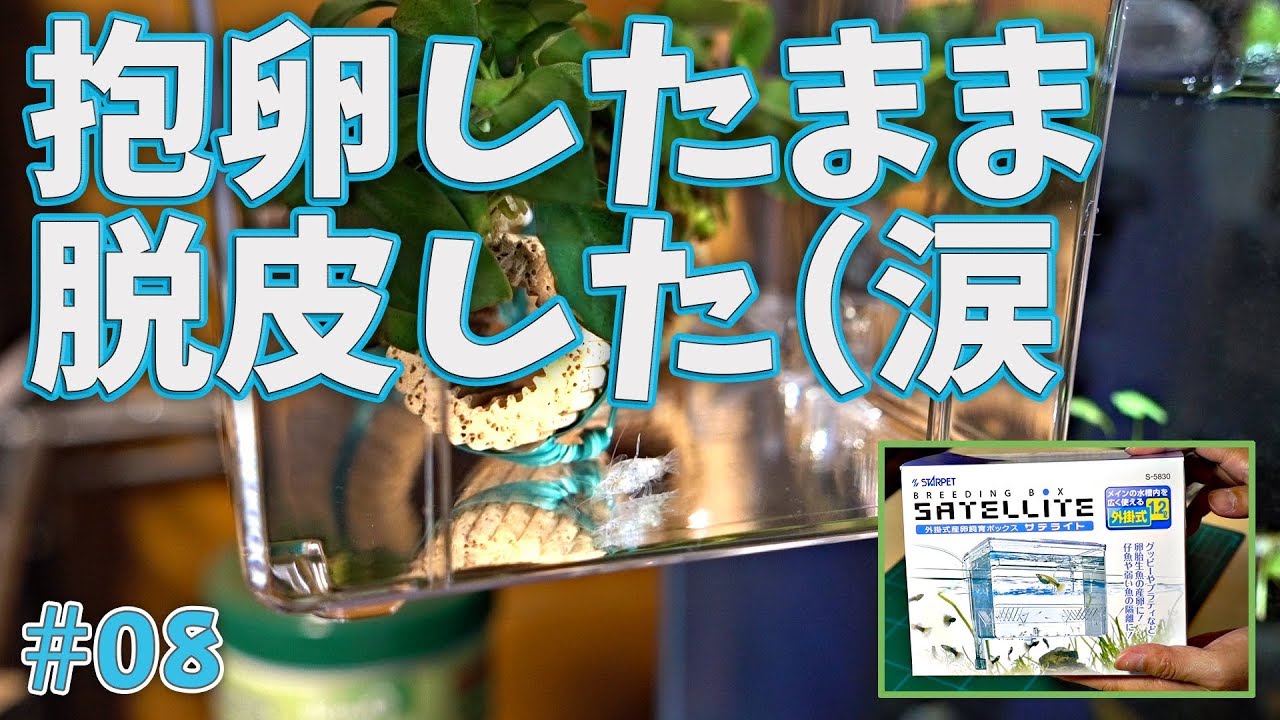 超初心者アクアリウム 08 卵もったまま脱皮したので サテライトに隔離して観察 水草メイン Youtube