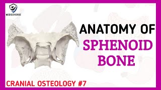 Sphenoid Bone Anatomy | Cranial Osteology #7