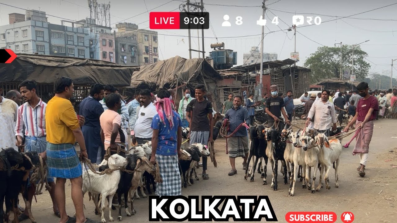 Калькутта Раджа Базар Бакра Манди | Обновлена ​​цена на коз