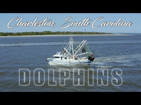 Charleston, South Carolina Dolphins & Shrimp Trawler (4k)