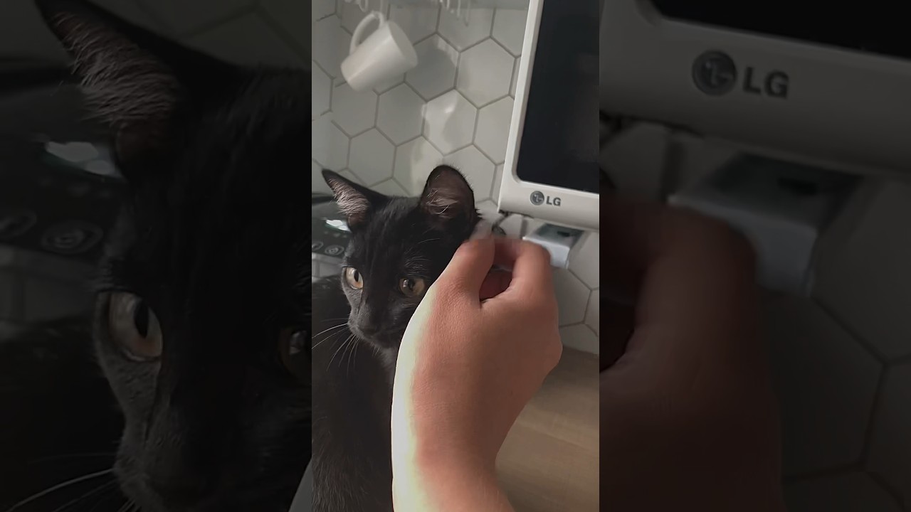 Охотница 😄🐱🪰 