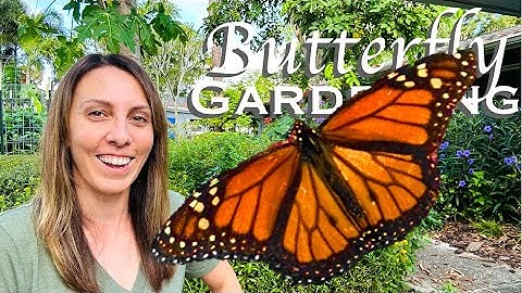 Best Tips to Attract Butterflies - Butterfly Gardening 101