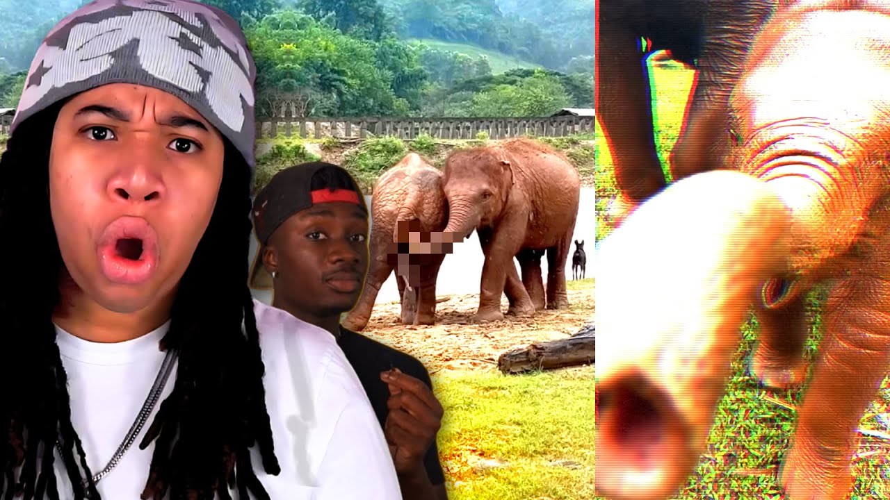 Why Elephants Are The Most Intelligent And Compassionate Animals (Casual Geographic)