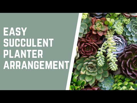 Quick and Easy Winter Succulent Planter | Catherine Arensberg