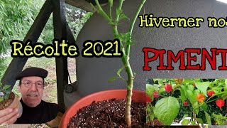 #comment*#Hiverner🌶️ nos #piments 🌶️récolte 2021pour une meilleure production